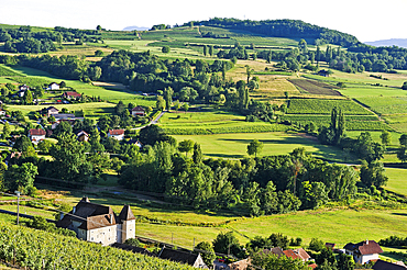 Vineyards of Jongieux, Savoie department, Rhone-Alpes region, France, Europe
