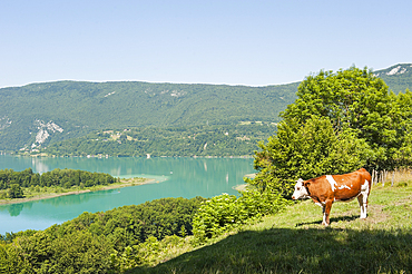 Cow in meadow above the natural Lake of Aiguebelette, department of Savoie, Rhone-Alpes region, France, Europe