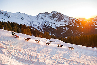 La Grande Odyssee, international sled dog race, near Avoriaz, Haute-Savoie department,Rhone-Alpes region,France,Europe