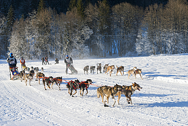La Grande Odyssee, international sled dog race, near La Chapelle d'Abondance,Haute-Savoie department,Rhone-Alpes region,France,Europe