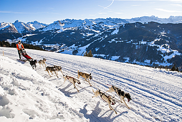 La Grande Odyssee, international sled dog race.Mont Chery,Les Gets.Haute-Savoie department,Rhone-Alpes region,France,Europe
