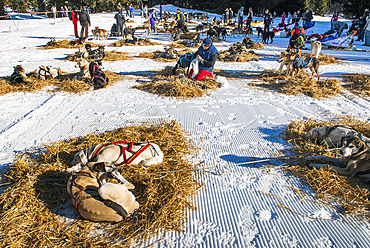 Bivouac break during La Grande Odyssee, international sled dog race, Praz de Lys Sommand, Haute-Savoie department, Rhone-Alpes region, France, Europe