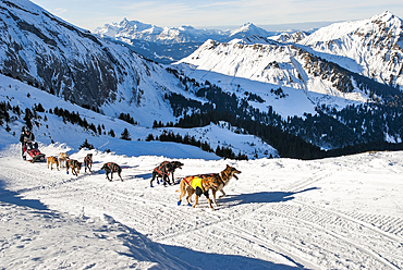 La Grande Odyssee, international sled dog race at Fornet pass, Haute-Savoie department, Rhone-Alpes region, France, Europe