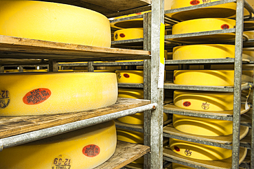 Emmental de Savoie ripening cellar of Chabert cheese factory at Vallieres, Haute-Savoie department, Rhone-Alpes region, France, Europe