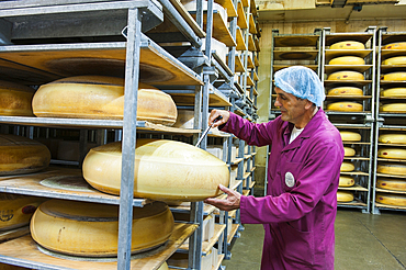Refiner taking a sprue for testing, Emmental de Savoie ripening cellar of Chabert cheese factory at Vallieres, Haute-Savoie department, Rhone-Alpes region, France, Europe
