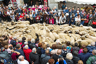Transhumance Festival, Sainte-Claire square, Old Town of Annecy, Haute-Savoie department, Rhone-Alpes region, France, Europe