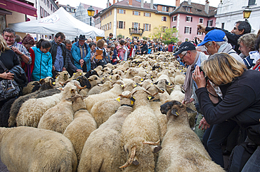 Transhumance Festival, Sainte-Claire street, Old Town of Annecy, Haute-Savoie department, Rhone-Alpes region, France, Europe