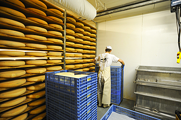 Morbier ripening cellar,cheese factory,Lagrange aux fromages,Fromagerie Sancey Richard of Mont d'or,Metabief,Doubs departement,Franche-Comte region,France Europe