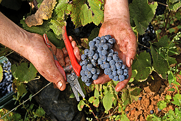 Grape harvest in vineyards around Beaune,Cote-d Or department,Burgundy region,France,Europe
