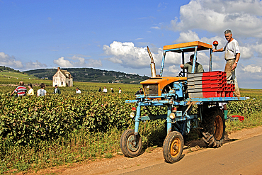 High-clearance tractor, grape harvest in vineyards around Beaune,Cote-d Or department,Burgundy region,France,Europe