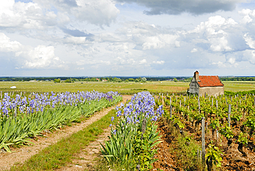 Clos-de-Bleze vineyards, Gevrey-Chambertin,Cote-d Or department,Burgundy region,France,Europe
