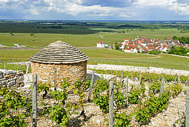 Dry stone hut in the Vineyard of Clos des Lambrays,Morey-Saint-Denis,Cote de Nuits,Cote-d Or department,Burgundy region,France,Europe
