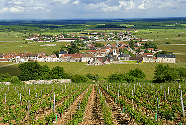 Vineyard of Morey-Saint-Denis,Cote de Nuits,Cote-d Or department,Burgundy region,France,Europe