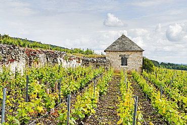 Winegrower shed in Montrachet vineyard,Cote-d Or department,Burgundy region,France,Europe