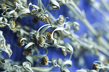 Dried Artemisia absinthium,Doubs departement,Franche-Comte region,France Europe