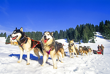 Siberian Husky, Sled dogs at Bellecombe, Jura department, Franche-Comte region of eastern France, Europe