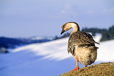 Swan goose, Bellecombe, Jura department, Franche-Comte region of eastern France, Europe