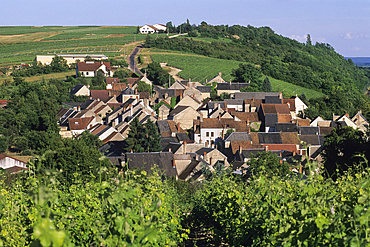 Vineyards near Pouilly-sur-Loire,Nievre department, region of Burgundy, center of France,Europe