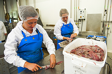 Women carving sardines fish filets, Kerbriant fish and seafood canning factory, Douarnenez,Finistere department,Brittany region,west of France,western Europe