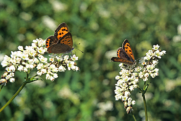 Butterfly in blossoming buckwheat field,Ille-et-Vilaine department,Brittany region,France,northwest Europe