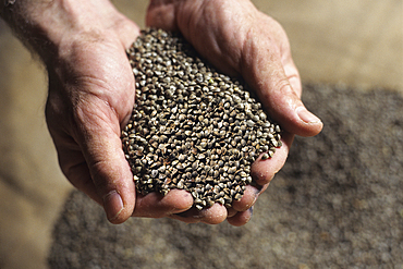 Buckweat seeds in a traditional mill, Ille-et-Vilaine department,Brittany region,France,northwest Europe