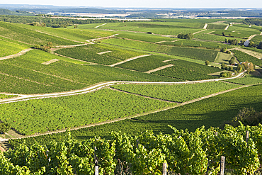 Cirque of Poussie, Vineyard around the village of Bue, Sancerrois natural region, Cher department, Historic province of Berry, Centre-Val de Loire region, France