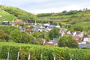 Vineyard around the village of Chavignol, Sancerrois natural region, Cher department, Historic province of Berry, Centre-Val de Loire region, France