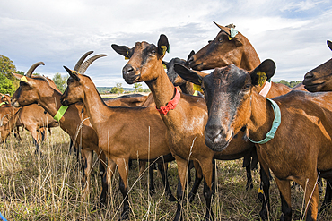 Alpine goats in the meadow, Goat farm of the Bete Noire Sancerroise, Guenetin locality at Thauvenay, near Sancerre, Cher department, Historic province of Berry, Centre-Val de Loire region, France