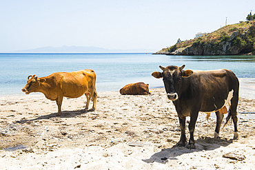 Cattle on the beach at Qeparo, on the Ionian coast, Albania, Europe