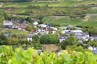 Vineyard around the village of Chavignol, Sancerrois natural region, Cher department, Historic province of Berry, Centre-Val de Loire region, France