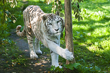 White tiger at ZooParc de Beauval, Loir-et-Cher department, Centre-Val de Loire region, France, Europe
