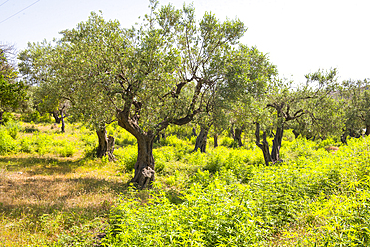 Olive grove at Qeparo, Ionian Coast, Albania, Europe