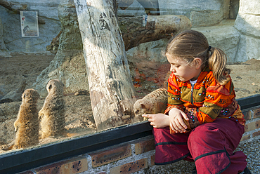 Young girl watching meerkat or suricate (Suricata suricatta) through glass screen, ZooParc de Beauval, Loir-et-Cher department, Centre-Val de Loire region, France, Europe