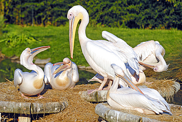 pelicans, ZooParc de Beauval, Departement du Loir-et-Cher, region Centre-Val de Loire, France, Europe//pelicans, ZooParc de Beauval, Loir-et-Cher department, Centre-Val de Loire region, France, Europe