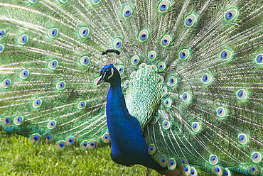 Indian peafowl or blue peafowl (Pavo cristatus), ZooParc de Beauval, Loir-et-Cher department, Centre-Val de Loire region, France, Europe