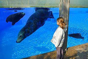 fillette observant des Otaries de Californie (Zalophus californianus), ZooParc de Beauval, Departement du Loir-et-Cher, region Centre-Val de Loire, France, Europe//little girl watching California sea lion (Zalophus californianus), ZooParc de Beauval, Loir