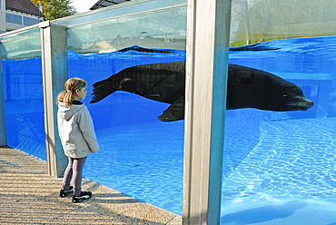fillette observant des Otaries de Californie (Zalophus californianus), ZooParc de Beauval, Departement du Loir-et-Cher, region Centre-Val de Loire, France, Europe//little girl watching California sea lion (Zalophus californianus), ZooParc de Beauval, Loir