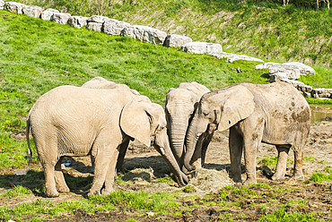 African savanna elephant (Loxodonta africana), ZooParc de Beauval, Loir-et-Cher department, Centre-Val de Loire region, France, Europe