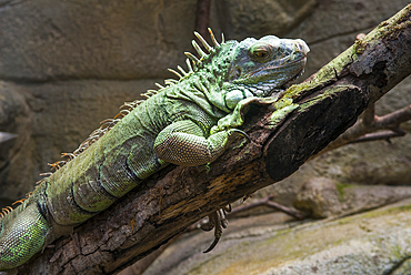 Green iguana (Iguana iguana), ZooParc de Beauval, Loir-et-Cher department, Centre-Val de Loire region, France, Europe