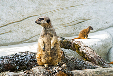 Meerkat or suricate (Suricata suricatta), ZooParc de Beauval, Loir-et-Cher department, Centre-Val de Loire region, France, Europe