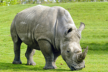 Rhinoceros blanc (Ceratotherium simum), ZooParc de Beauval, Departement du Loir-et-Cher, region Centre-Val de Loire, France, Europe//white rhinoceros (Ceratotherium simum), ZooParc de Beauval, Loir-et-Cher department, Centre-Val de Loire region, France, E