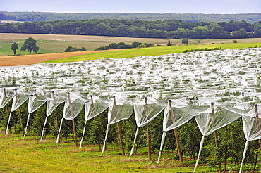 Apple orchard protected by net, near Bourges, Cher department, Centre-Val-de-Loire region, France, Europe