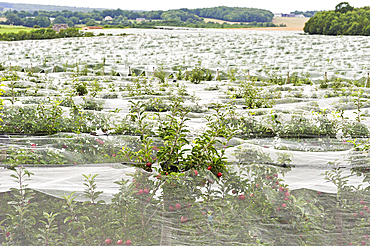 Apple orchard protected by net, near Bourges, Cher department, Centre-Val-de-Loire region, France, Europe