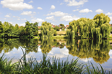 Willow trees on the Creuse river bank,Saint-Gaultier city,Indre department,province of Berry,region of Centre,France,Europe