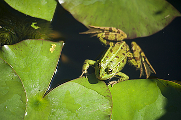Frog and water lily in the Marshes in Bourges,Cher department,Berry province,region of Centre,France,Europe