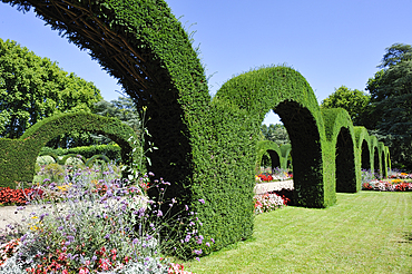 Yew topiary,Pres-Fichaux garden,Bourges,Cher department,Berry province,region of Centre,France,Europe