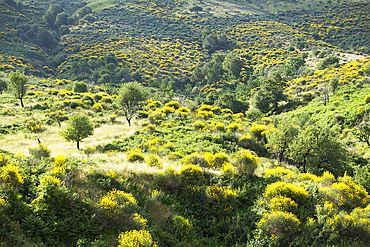 Common broom landscape seen from the mountain road from Saranda to Gjirokaster, Albania, Europe