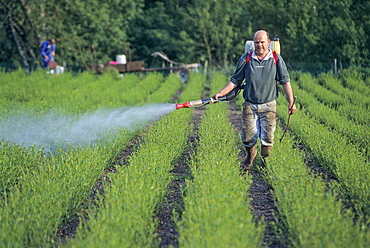 Manual insecticide spraying in willows plantation for wicker, Villaines-les-Rochers, Indre-et-Loire department, Centre region, France, Europe