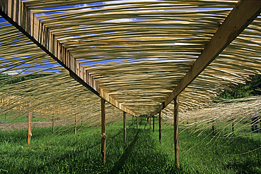 Debarked and set to dry willow, Villaines-les-Rochers, Indre-et-Loire department, Centre region, France, Europe