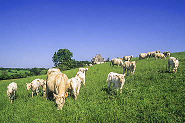 Cattle on pasture near the Manor of Vonnes (named 'Clochegourde' in the novel ' Le Lys dans la vallee' by Balzac), Pont-de-Ruan, Indre-et-Loire department, Centre region, France, Europe
